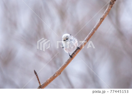 雪の妖精　シマエナガ 77445153