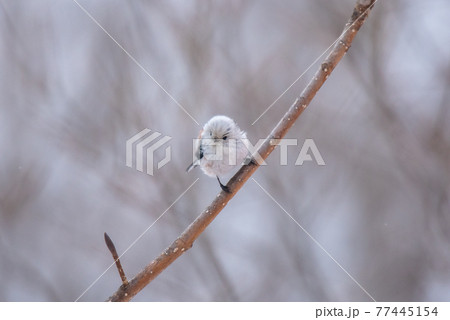雪の妖精　シマエナガ 77445154