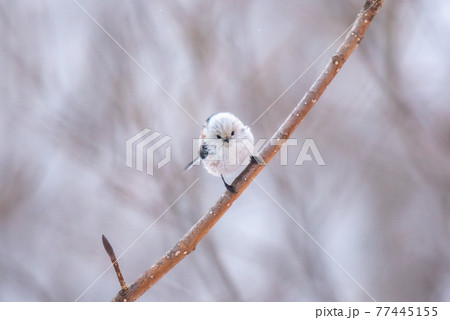 雪の妖精　シマエナガ 77445155