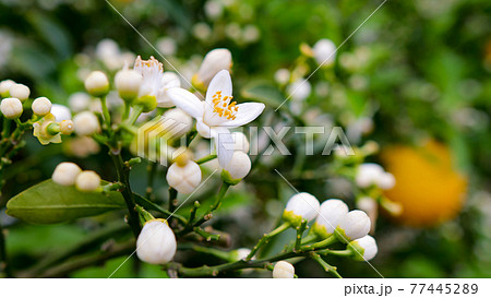 夏みかんの花と夏みかん1 77445289