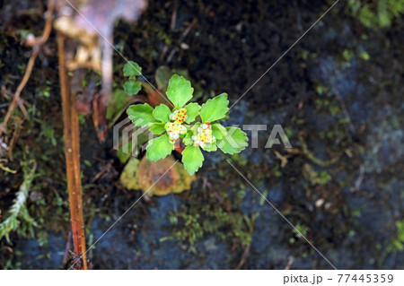 日陰に咲いていた小さな、小さな春の花　福島県只見町 77445359