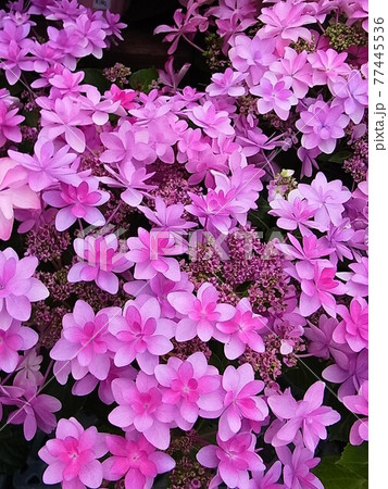 あじさいの花 あじさいの花 77445536