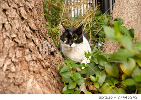 木の間からこちらを見つめている黒と白の模様の野良猫 木の間からこちらを見つめている黒と白の模様の野良猫 77445545
