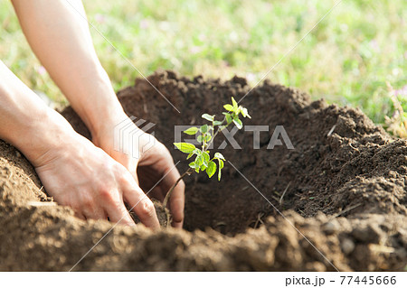 手で木の苗を植える 77445666