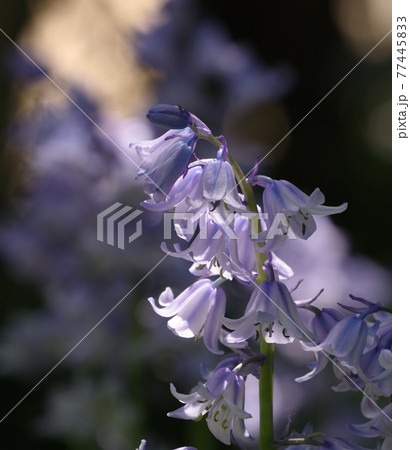 眩しい日射しの中咲く花 眩しい日射しの中咲く花 77445833