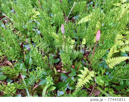 ツクシやスギナ、ドクダミ草やシダ系の葉の生い茂る草地/The plants ツクシやスギナ、ドクダミ草やシダ系の葉の生い茂る草地/The plants 77445851