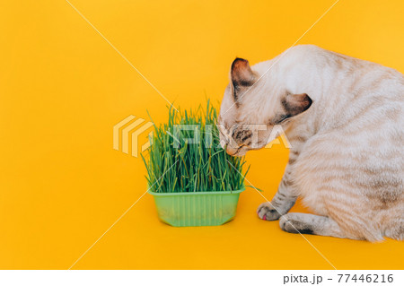 Tabby cat eats green grass against yellow background. Healthy animal nutrition concept Tabby cat eats green grass against yellow background. Healthy animal nutrition concept 77446216