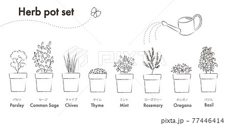 キッチンハーブポットのイラスト 77446414