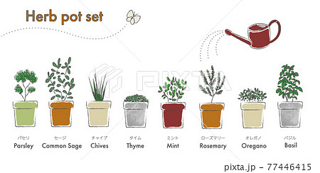 キッチンハーブのイラスト 白黒線画 キッチンハーブのイラスト 白黒線画 77446415