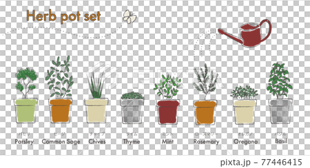 キッチンハーブのイラスト 白黒線画のイラスト素材