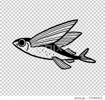 Flying fish line drawing illustration 77446425