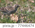 小鳥さん 77446474