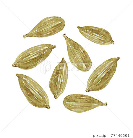 カルダモン　スパイス 香辛料　水彩 イラスト 77446501