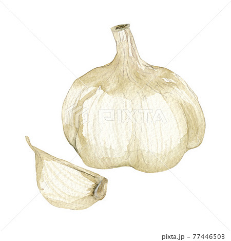 ガーリック ニンニク スパイス 香辛料 野菜 水彩 イラスト ガーリック ニンニク スパイス 香辛料 野菜 水彩 イラスト 77446503