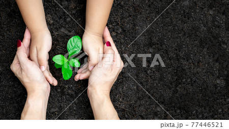 Planting seedlings of adult hands and young hands. Environmental Tree Concept Planting seedlings of adult hands and young hands. Environmental Tree Concept 77446521