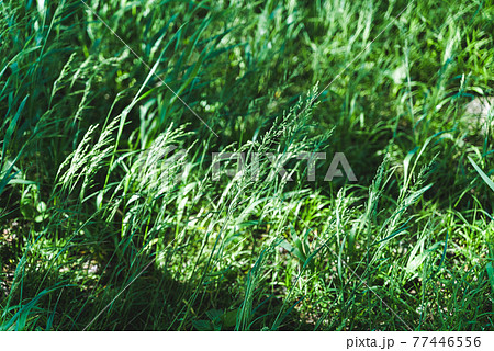 多摩川河川敷　春風になびく野草 77446556