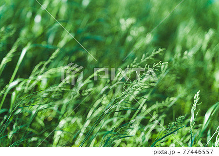 多摩川河川敷　春風になびく野草 77446557