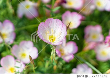 春の花　満開のツキミソウ 77446560