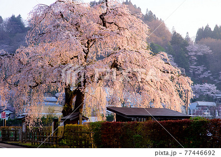 朝日を浴びて光り輝く角館の桜　秋田県 77446692