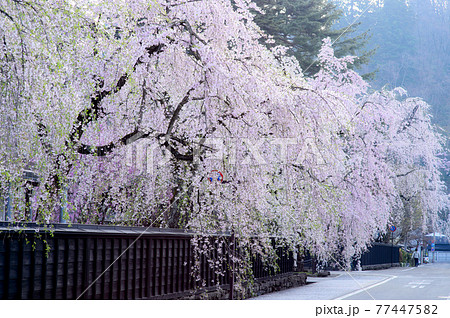 朝日を浴びる武家屋敷通りの桜 角館 朝日を浴びる武家屋敷通りの桜 角館 77447582