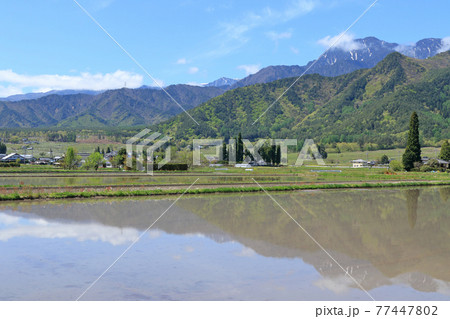 安曇野の5月　田植えのころ 77447802