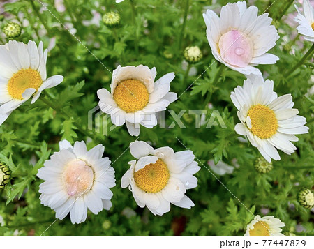 スノーポールと思われる白い花と桜の花びら/The white flowers スノーポールと思われる白い花と桜の花びら/The white flowers 77447829