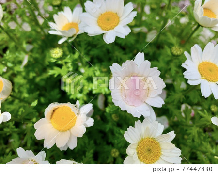 スノーポールと思われる白い花と桜の花びら/The white flowers 77447830