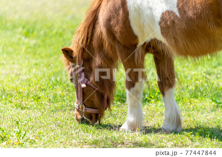 ポニー　草を食べるポニー 77447844
