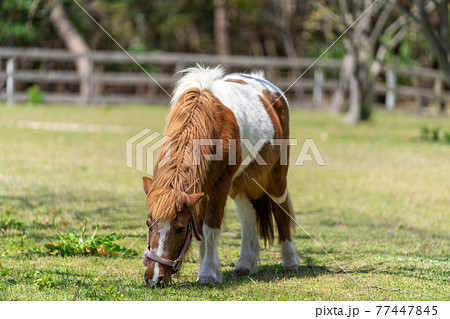 ポニー　草を食べるポニー 77447845