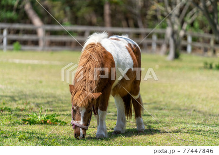 ポニー　草を食べるポニー 77447846
