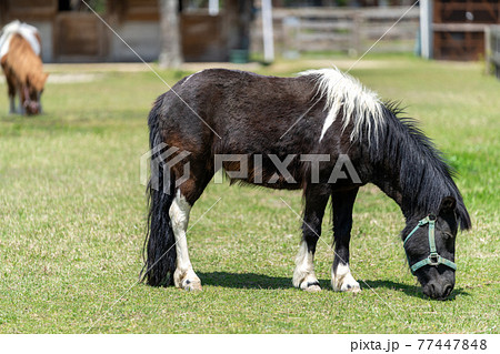 ポニー　草を食べるポニー 77447848