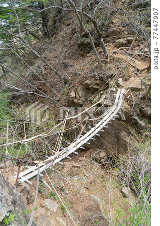 十一ヶ岳と十二ヶ岳を結ぶ吊り橋（毛無山から十二ヶ岳の岩稜） 77447907