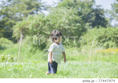 畑で夏野菜を収穫する親子 77447974