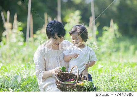 畑で夏野菜を収穫する親子 77447986