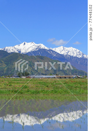山麓から望む5月の北アルプス後立山連峰 山麓から望む5月の北アルプス後立山連峰 77448102