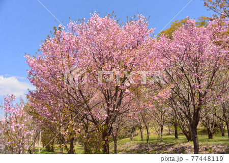 八重桜満開の岩松院の桜公園 八重桜満開の岩松院の桜公園 77448119