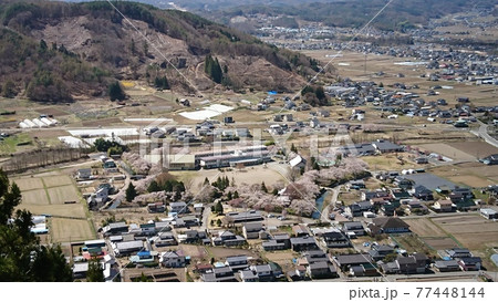 展望台からの桜咲く龍岡城五稜郭（2021年4月） 77448144