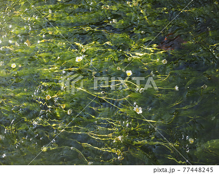 醒井宿の地蔵川と梅花藻 77448245