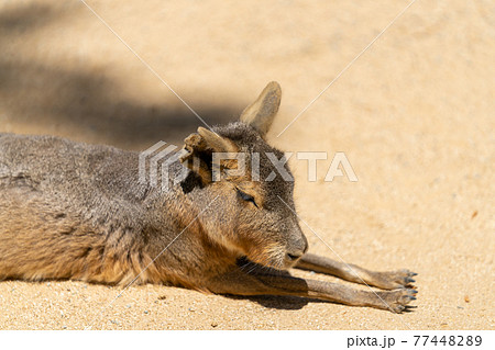 マーラ ほ乳類の写真素材 7744