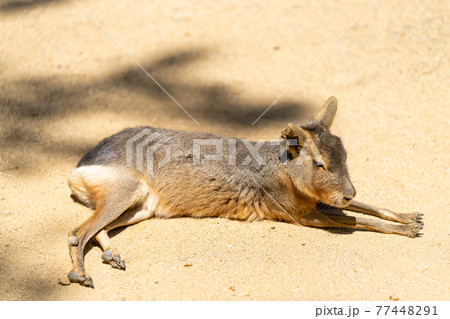 マーラ ほ乳類の写真素材