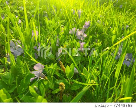 Blooming periwinkle on the sunset in springtime with grass background. Sunrays. Golden hour. Blooming periwinkle on the sunset in springtime with grass background. Sunrays. Golden hour. 77448368