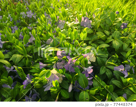 Blooming periwinkle on the sunset in springtime with grass background. Sunrays. Golden hour. Blooming periwinkle on the sunset in springtime with grass background. Sunrays. Golden hour. 77448374