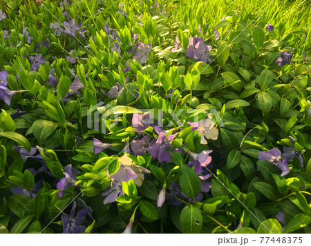 Blooming periwinkle on the sunset in springtime with grass background. Sunrays. Golden hour. Blooming periwinkle on the sunset in springtime with grass background. Sunrays. Golden hour. 77448375
