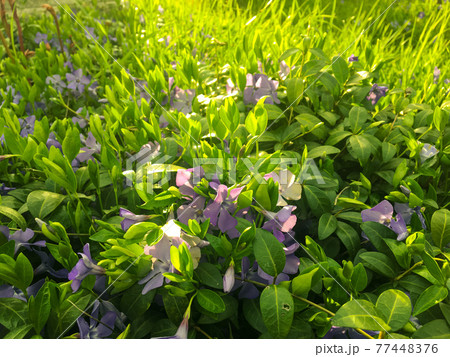 Blooming periwinkle on the sunset in springtime with grass background. Sunrays. Golden hour. Blooming periwinkle on the sunset in springtime with grass background. Sunrays. Golden hour. 77448376