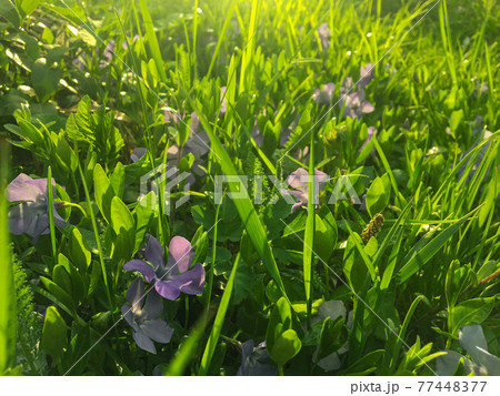Blooming periwinkle on the sunset in springtime with grass background. Sunrays. Golden hour. Blooming periwinkle on the sunset in springtime with grass background. Sunrays. Golden hour. 77448377
