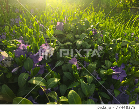 Blooming periwinkle on the sunset in springtime with grass background. Sunrays. Golden hour. Blooming periwinkle on the sunset in springtime with grass background. Sunrays. Golden hour. 77448378
