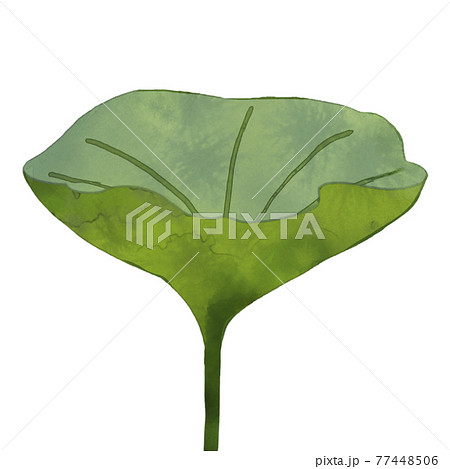 緑の茎が長いハス 77448506