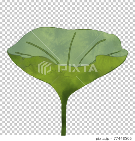 緑の茎が長いハス 77448506