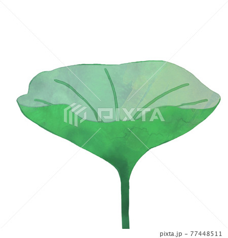 明るい青緑の茎が長いハス 77448511