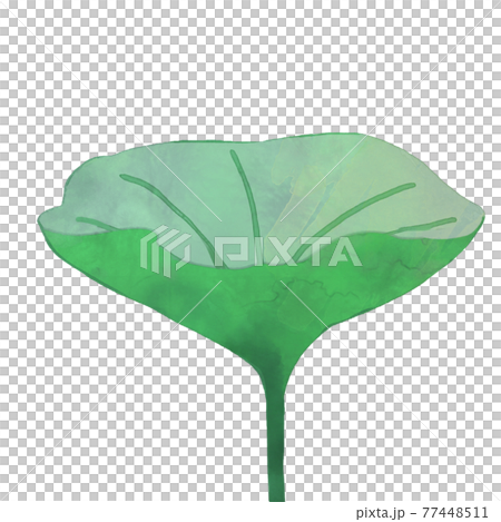 明るい青緑の茎が長いハス 77448511